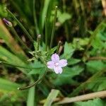 Epilobium ciliatum flower picture by William Sixsmith (cc-by-sa)