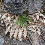 Cirsium nivale habit picture by Fabien Anthelme (cc-by-sa)