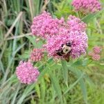 Asclepias incarnata flower picture by alltoomuch (cc-by-sa)