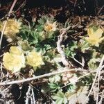 Potentilla cinerea flower picture by Athos Zanarini (cc-by-sa)