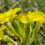 Erysimum duriaei flower picture by Fabien Anthelme (cc-by-sa)