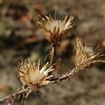 Centaurea paniculata fruit picture by Manu 🍃 (cc-by-sa)