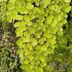 Adiantum raddianum leaf picture by robert eckett (cc-by-sa)