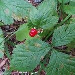 Rubus saxatilis fruit picture by PaolaTS (cc-by-sa)