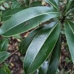 Sideroxylon majus leaf picture by bruno trebel (cc-by-sa)