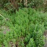 Galium aparine habit picture by Dominik Muczyński (cc-by-sa)