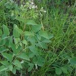 Clematis recta habit picture by Otto Kasper (cc-by-sa)