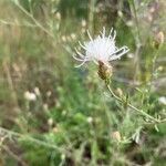 Centaurea diffusa flower picture by Moloniewic Lara (cc-by-sa)