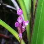 Cynorkis paradoxa flower picture by Hugo SANTACREU (cc-by-sa)