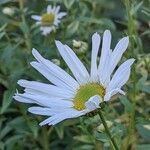 Leucanthemella serotina flower picture by Else Nolden (cc-by-sa)