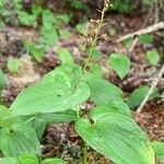 Maianthemum bifolium habit picture by Cédric Jankowiak (cc-by-sa)