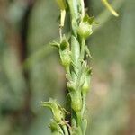 Linaria angustissima fruit picture by Sylvain Piry (cc-by-sa)