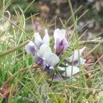 Oxytropis helvetica flower picture by kezako (cc-by-sa)