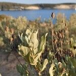 Cistus halimifolius habit picture by Yoan MARTIN (cc-by-sa)