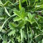 Potentilla gracilis leaf picture by Meghan Anderson (cc-by-sa)