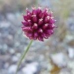 Allium sphaerocephalon fruit picture by Benoît Segerer (cc-by-sa)