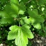 Ribes californicum leaf picture by WoodDude (cc-by-sa)