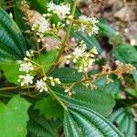 Miconia laevigata flower picture by William Gustave (cc-by-sa)