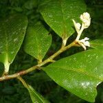 Ardisia standleyana leaf picture by Nelson Zamora Villalobos (cc-by-nc)