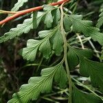 Odontosoria deltoidea leaf picture by Richard Chesher (cc-by-sa)