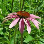 Echinacea pallida flower picture by K O (cc-by-sa)