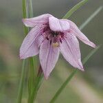 Lilium nanum flower picture by Alan Elliott (cc-by-sa)