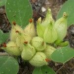 Tripodion tetraphyllum fruit picture by Karim BOUDANI (cc-by-sa)