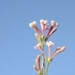 Asperula aristata flower picture by Carlos Villasante (cc-by-sa)