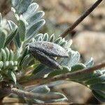 Astragalus tragacantha fruit picture by Llandrich anna (cc-by-sa)