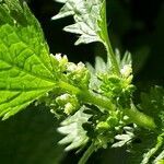 Urtica urens flower picture by Vinciane Bertrand (cc-by-sa)