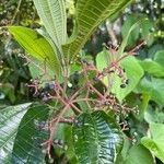 Miconia affinis fruit picture by Obando Soto (cc-by-sa)