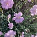 Dianthus plumarius flower picture by eliana miraglia (cc-by-sa)