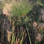 Cyperus papyrus flower picture by paul struelens (cc-by-sa)