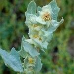 Atriplex laciniata flower picture by Pierre LEON (cc-by-sa)