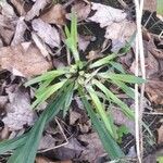 Carex plantaginea leaf picture by Steven Fournier (cc-by-sa)