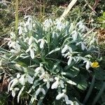 Galanthus nivalis fruit picture by rubenberrea (cc-by-sa)