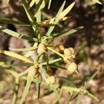 Euphorbia regis-jubae fruit picture by Udo Herkommer (cc-by-sa)