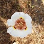 Calochortus venustus flower picture by Mariela Taylor (cc-by-sa)