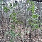 Lygodium japonicum habit picture by Eli Small (cc-by-sa)