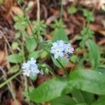 Myosotis latifolia flower picture by Udo Herkommer (cc-by-sa)