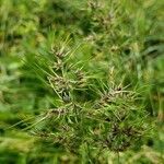 Poa bulbosa fruit picture by David Ruffner (cc-by-sa)