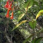 Fuchsia triphylla habit picture by Trap Hers (cc-by-sa)