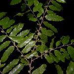 Casearia arborea habit picture by Nelson Zamora Villalobos (cc-by-nc)