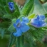 Echium parviflorum flower picture by Sergio costantini (cc-by-sa)