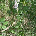 Campanula bononiensis habit picture by Martin Bishop (cc-by-sa)