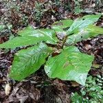 Magnolia macrophylla habit picture by Eli Small (cc-by-sa)