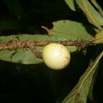 Meliosma brenesii fruit picture by Nelson Zamora Villalobos (cc-by-nc)