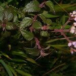 Fleischmannia pratensis habit picture by Nelson Zamora Villalobos (cc-by-nc)