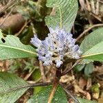 Psychotria leratii flower picture by Miranda Kaspan (cc-by-sa)