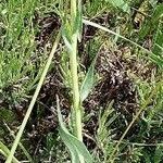 Isatis tinctoria habit picture by Joël Mathieu (cc-by-sa)